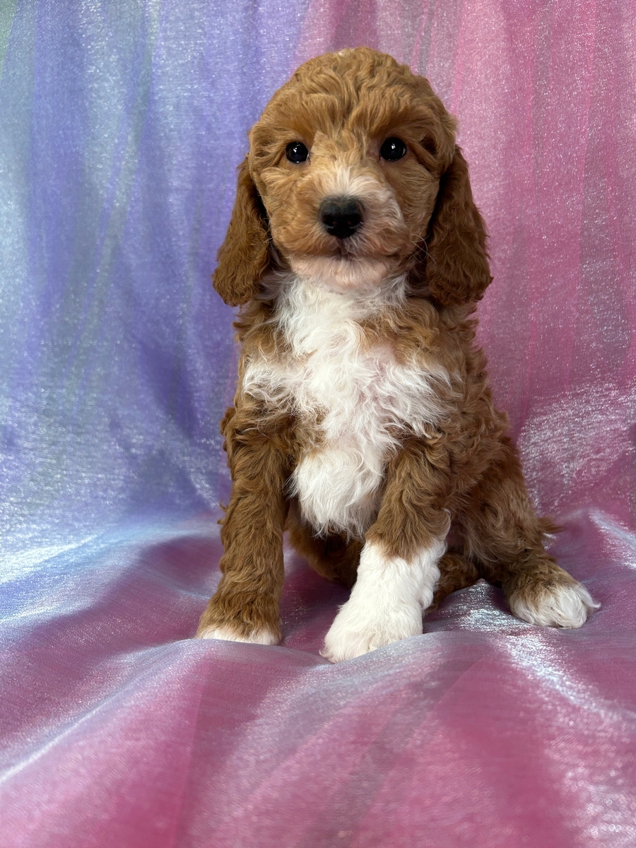 Male Bichon Poodle Pup for Sale DOB 2-7-2025 $950